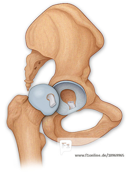 Normal anatomy of an open hip showing the articular surface of the femur and the labrum of the hip