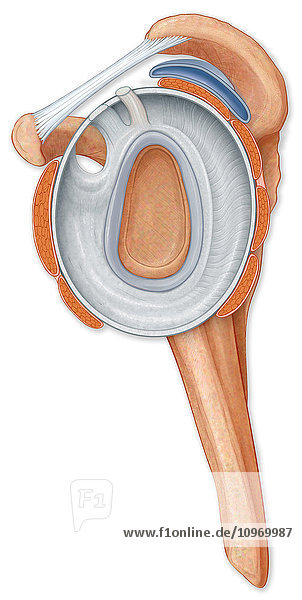 Normal side view of the shoulder joint hilighting the labrum  coracocromial ligament  bursa and rotator cuff muscles