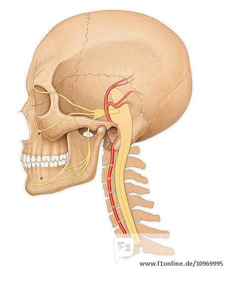 Normal side view of an adult skull showing the spinal cord  facial nerves and vertebral artery