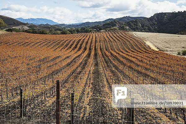 'Vineyard in autumn; Santa Ynez  California  United States of America'