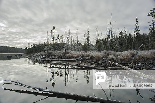 Baumstämme  die auf der Oberfläche eines ruhigen Sees liegen  mit Frost auf dem Gras und den Bäumen um den See; Ontario  Kanada'.