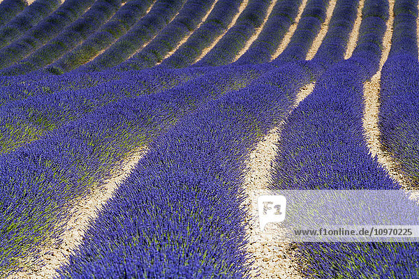 Lavendelfeld; Provence  Frankreich'.