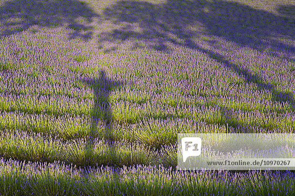 Lavendelfeld und Schatten eines Mannes und eines Baumes; Provence  Frankreich'.