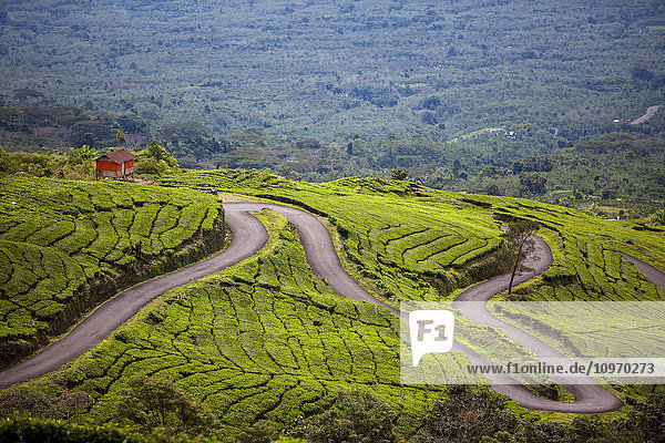 Eine Straße schlängelt sich durch eine Teeplantage; Sumatra  Indonesien'.