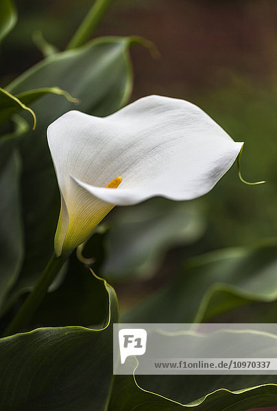 Eine weiße Zantedeschia aethiopica  bekannt als Calla-Lilie und Aronstab-Lilie; British Columbia  Kanada'.