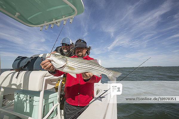 'A fisherman on a boat holds a large fresh striped bass caught off the Atlantic coast; Cape Cod Massachusetts United States of America'