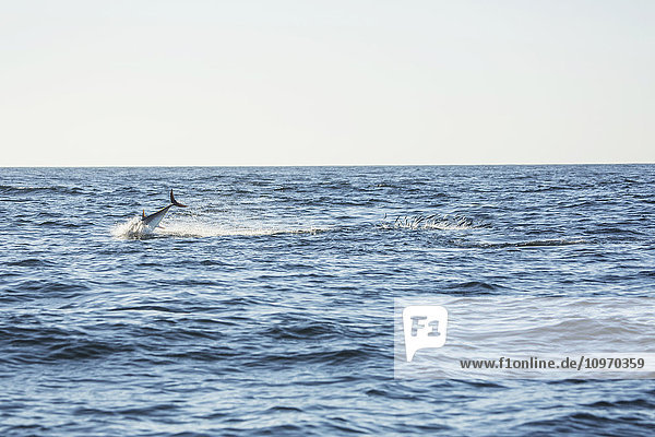 Ein Wal  der in den Atlantischen Ozean springt; Cape Cod  Massachusetts  Vereinigte Staaten von Amerika'.
