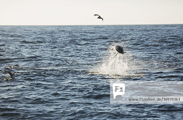 Ein Fisch  der aus dem Wasser springt und Vögel  die über die Oberfläche des Atlantischen Ozeans fliegen; Cape Cod  Massachusetts  Vereinigte Staaten von Amerika'.