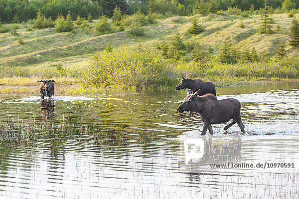 Three moose forage in the evening in a pond at Kincaid Park  Anchorage  Alaska  spring