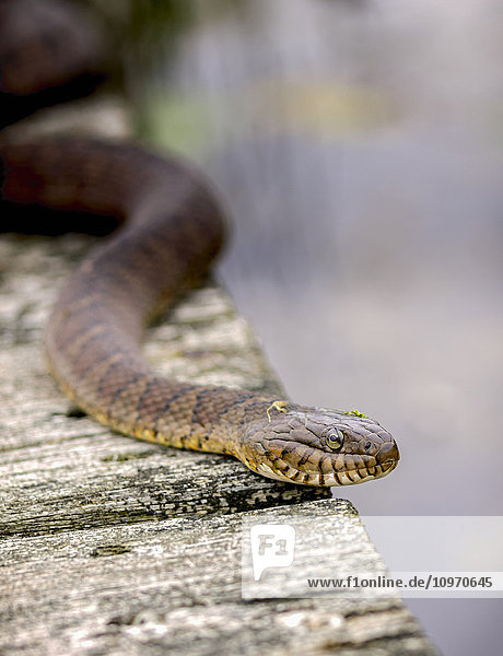 'Water snake on the move on the dock; Oka  Quebec  Canada'