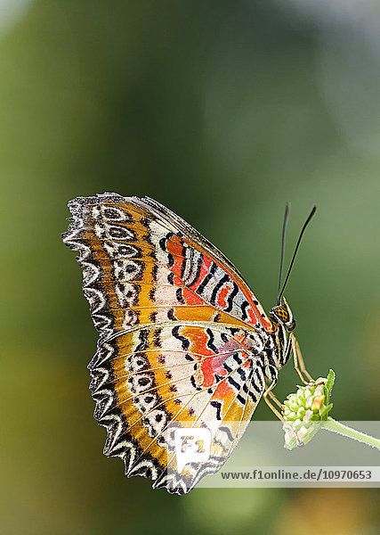 'Red lacewing (Cethosia biblis) portrait; Montreal  Quebec  Canada'