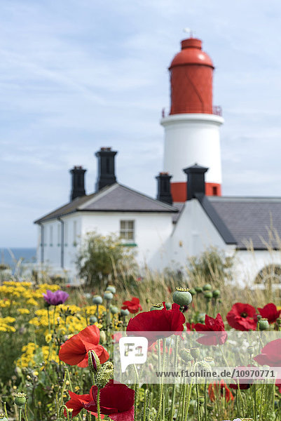 Souter Leuchtturm mit Mohnblumen und anderen Wildblumen im Vordergrund; South Shields  Tyne and Wear  England