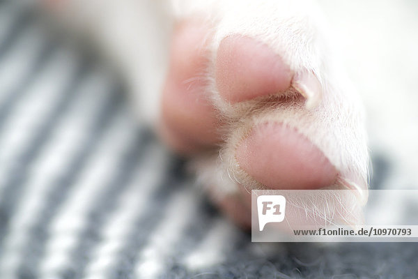 'Close up of a dog's paw with white fur and nails; South Shields  Tyne and Wear  England'