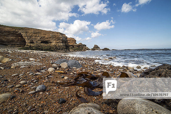 Felsen und Seegras am Ufer entlang der Küste; South Shields  Tyne and Wear  England