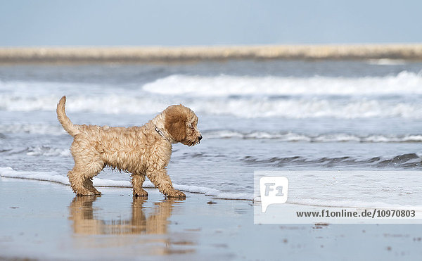 Ein Hund steht am Strand am Rande der Brandung; South Shields  Tyne and Wear  England'.