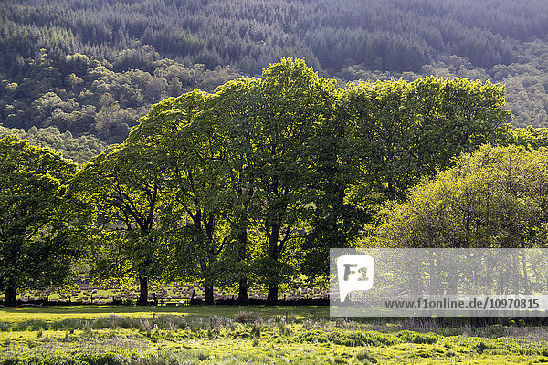 Bäume mit hinterleuchteten Blättern am Fuße eines Hügels; Argyll  Schottland'.
