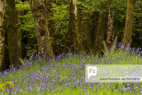 'Purple wildflowers growing outside a forest; Argyll  Scotland'