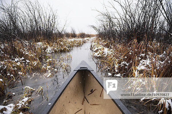 Der Bug eines Kanus paddelt durch hohes Schilf im Winternebel; Cumberland House  Saskatchewan  Kanada .