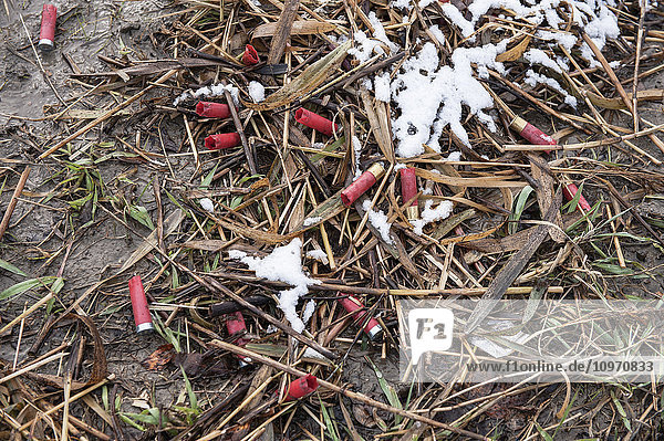 'Reeds and grass sprinkled with snow and shotgun shells from hunting; Cumberland House  Saskatchewan  Canada'