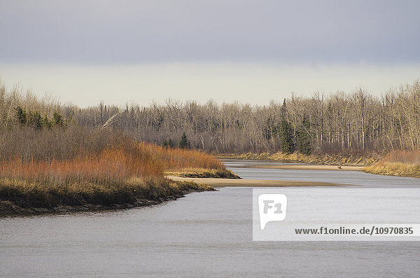Blick auf ein Flussbett mit hohem Gras und einer Baumreihe; Cumberland House  Saskatchewan  Kanada