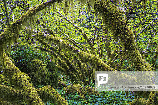 Moos wächst auf Spitzahornbäumen (Acer circinatum); Hamlet  Oregon  Vereinigte Staaten von Amerika'.