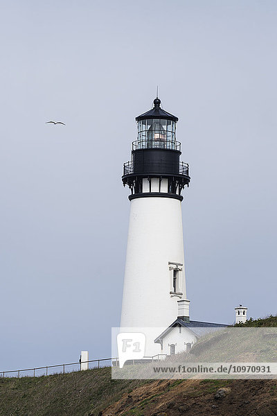 Eine Möwe fliegt am Leuchtturm am Yaquina Head vorbei; Newport  Oregon  Vereinigte Staaten von Amerika'.