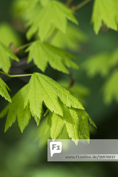 Helle Blätter des Spitzahorns (Acer circinatum); Hamlet  Oregon  Vereinigte Staaten von Amerika'.