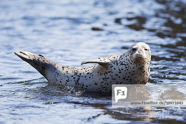 'A Harbor Seal (Phoca Vitulina) Near Sankin Island  Ikatan Bay; Aleutian Islands  Southwest Alaska  United States Of America'