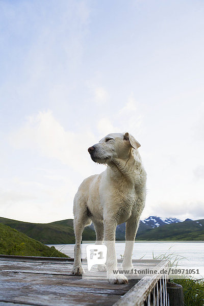 'A Dog On A Wooden Dock Near The Beach; False Pass  Alaska  United States Of America'