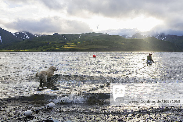 Eine Frau  die ihr Lachsnetz für den Eigenbedarf mit dem Kajak in einem Sommer-Fischcamp am Ostende der Unimak-Insel am Rande der Isanotski-Straße pflegt; False Pass  Südwest-Alaska  Vereinigte Staaten von Amerika'.
