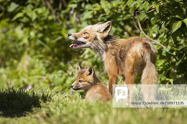 'A Red Fox (Vulpes Vulpes) With One Of Her Pups Near A Fishcamp On The Alaska Peninsula; False Pass  Southwest Alaska  United States Of America'