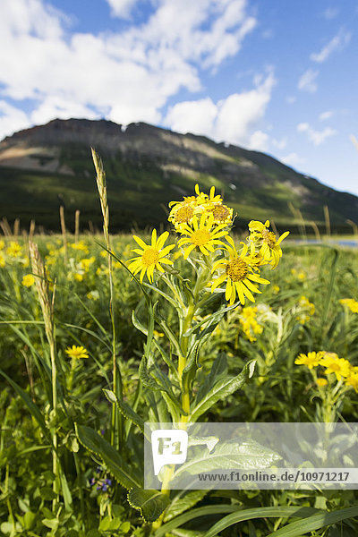 'Yellow Wildflowers Growing On Hallo Bay  Katmai Naional Park  Alaska Peninsula; Southwest Alaska  United States Of America'