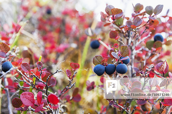 'Lowbush Blueberry In Fall Colors Near The Noatak River  Brooks Range; Alaska  United States Of America'