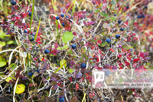 'Lowbush Blueberry In Autumn Colors Near The Noatak River  Brooks Range; Alaska  United States Of America'
