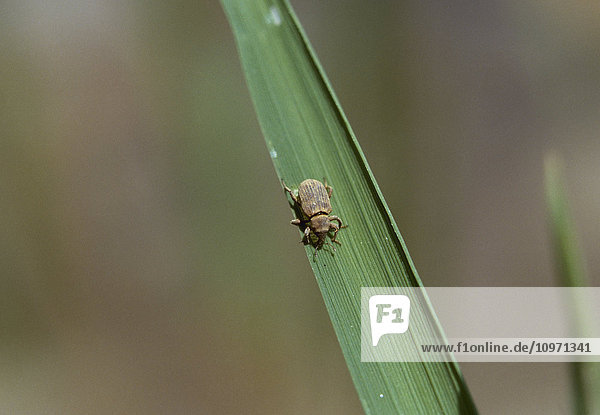'Agriculture - Pest insect; Rice water weevil (Lissorhoptrus oryzophilus) on a rice leaf / Arkansas  USA.'