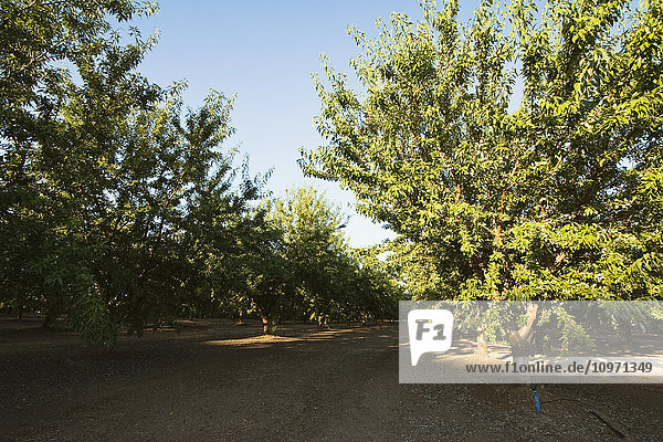 Landwirtschaft - Reifer  gut gepflegter Mandelgarten im Licht des späten Nachmittags / bei Newman  San Joaquin Valley  Kalifornien  USA.