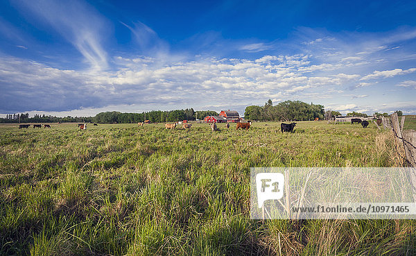 Dairy cows in a field with a red barn in the background; Sherwood Park  Alberta  Canada