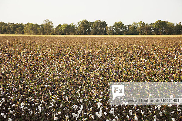 Baumwolle kurz vor der Ernte  Erntehilfsmittel zur Entfernung von Blättern; England  Arkansas  Vereinigte Staaten von Amerika