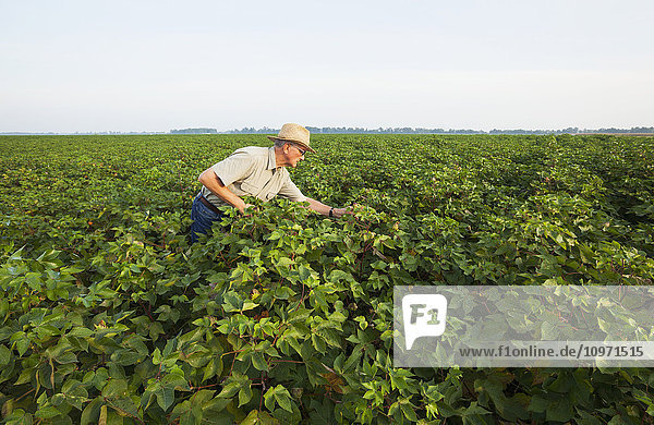 Crop consultant inspects cotton in early September  as flowering reached the tops of plants; England  Arkansas  United States of America