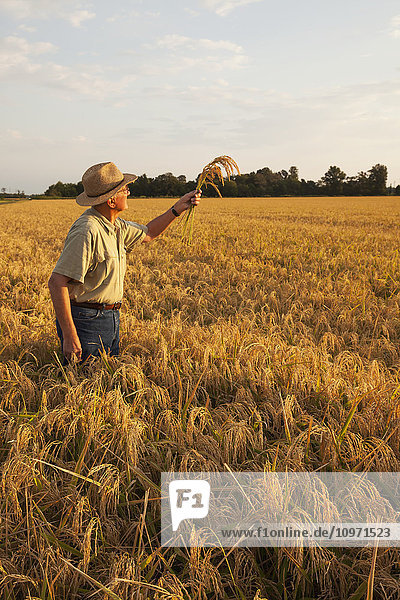 Grower (or crop consultant) examines harvest stage rice in Eastern Arkansas rice field; England  Arkansas  United States of America