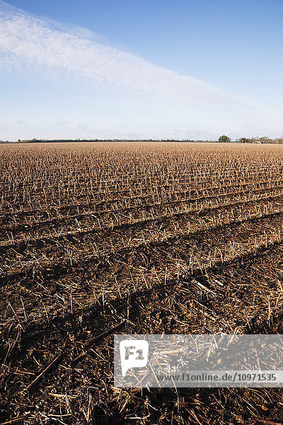 Rotting corn crop debris in field of cotton stubble; England  Arkansas  United States of America