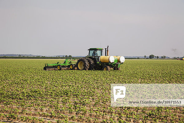 Applying glyphosate herbicide over the top of Roundup ready cotton in the approximate 6 leaf stage  Conventional tillage system; England  Arkansas  United States of America