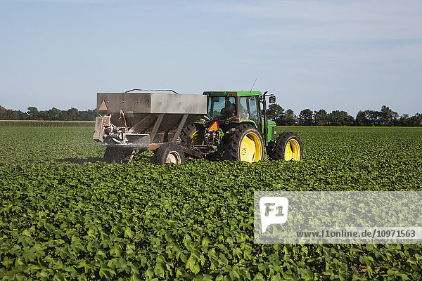 Tractor-pulled bulk fertilizer application broadcasting urea fertilizer (source of nitrogen) on no till cotton in peak of fruit setting stage; England  Arkansas  United States of America