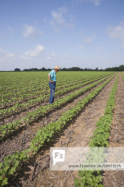 Ernteberater bei der Überprüfung des Fortschritts von Baumwolle ohne Bodenbearbeitung  etwa im 10-12-Blatt-Stadium  nach der Maisernte des Vorjahres; England  Arkansas  Vereinigte Staaten von Amerika