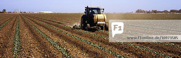 A tractor applies fertilizer between rows of young cucumber plants on a farm in the Imperial Valley in early spring  farm buildings and blue sky in the background; Brawley  California  United States of America