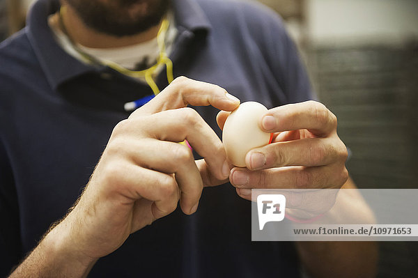 Man holding an egg; Salisbury  Maryland  United States of America