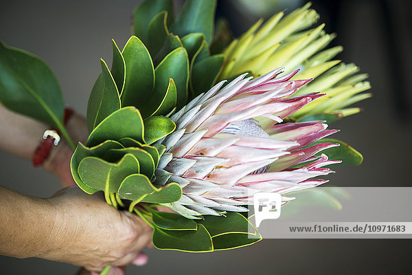 Detail der blühenden Doornkraal Protea; Cullinan  Gauteng  Südafrika