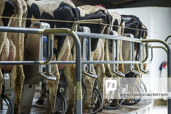 Kühe werden auf einem Milchviehbetrieb gemolken; Cullinan  Gauteng  Südafrika