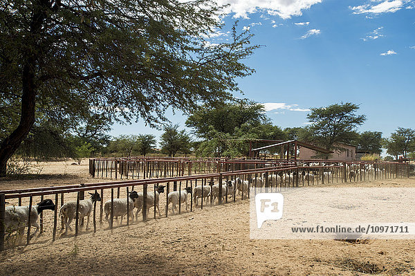 Schafe auf einer Farm; Koes  Namibia