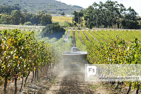Weintraubenernte; Stellenbosch  Westkap  Südafrika
